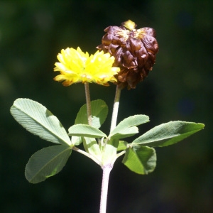 Photographie n°80942 du taxon Trifolium spadiceum L. [1755]