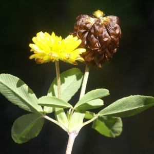 Photographie n°80943 du taxon Trifolium spadiceum L. [1755]