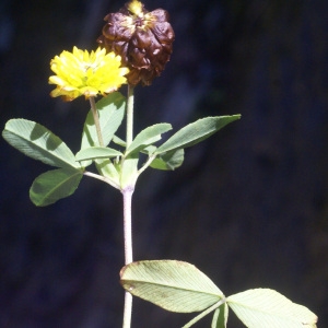 Photographie n°80944 du taxon Trifolium spadiceum L. [1755]