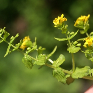 Photographie n°80954 du taxon Tozzia alpina L. [1753]