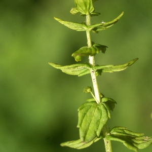 Photographie n°80955 du taxon Tozzia alpina L. [1753]