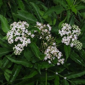 Photographie n°80973 du taxon Sambucus ebulus L. [1753]