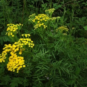 Photographie n°80975 du taxon Tanacetum vulgare L. [1753]