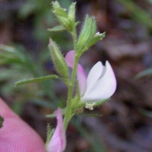 Photographie n°80978 du taxon Ononis spinosa L. [1753]