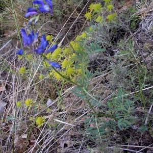 Photographie n°80979 du taxon Vicia onobrychioides L.