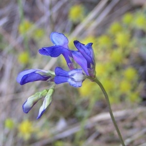 Photographie n°80980 du taxon Vicia onobrychioides L.