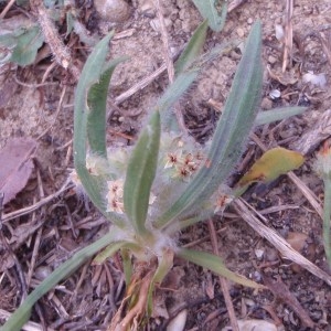 Photographie n°80991 du taxon Plantago L. [1753]