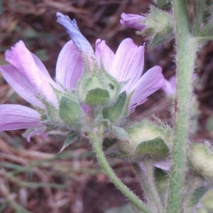 Photographie n°80998 du taxon Lavatera cretica L. [1753]