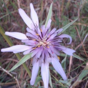 Photographie n°80999 du taxon Tragopogon L. [1753]