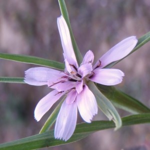 Photographie n°81000 du taxon Tragopogon L. [1753]