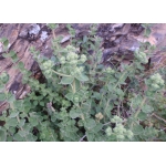 Origanum sp.