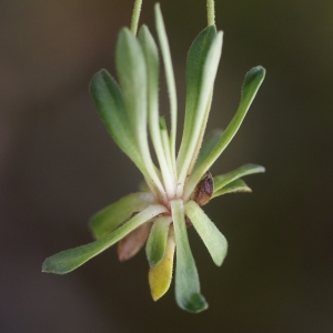 Photographie n°81023 du taxon Androsace obtusifolia All. [1785]