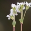  Liliane Roubaudi - Androsace obtusifolia All. [1785]