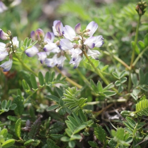 Photographie n°81029 du taxon Astragalus alpinus L. [1753]