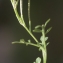  Liliane Roubaudi - Cardamine resedifolia L. [1753]