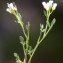  Liliane Roubaudi - Cardamine resedifolia L. [1753]