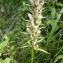  Emmanuel Stratmains - Dactylorhiza maculata (L.) Soó [1962]