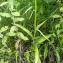  Emmanuel Stratmains - Dactylorhiza maculata (L.) Soó [1962]