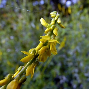 Melilotus maximus Legrand (Mélilot jaune)