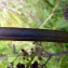  Emmanuel Stratmains - Scrophularia auriculata L. [1753]