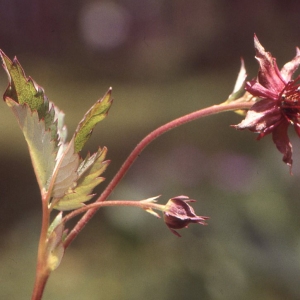 Photographie n°81065 du taxon Potentilla palustris (L.) Scop. [1771]