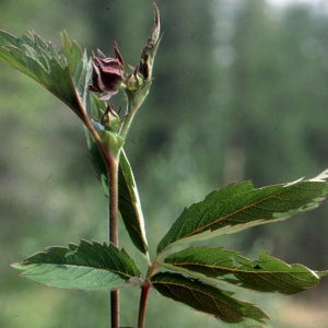 Photographie n°81066 du taxon Potentilla palustris (L.) Scop. [1771]