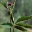  Liliane Roubaudi - Potentilla palustris (L.) Scop. [1771]