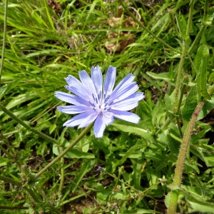 Photographie n°81097 du taxon Cichorium intybus L. [1753]