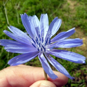 Photographie n°81098 du taxon Cichorium intybus L. [1753]