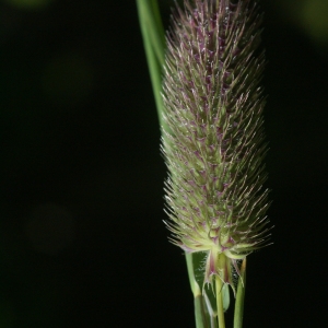 Photographie n°81187 du taxon Phleum alpinum L. [1753]