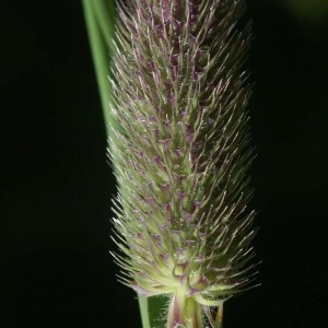 Photographie n°81188 du taxon Phleum alpinum L. [1753]