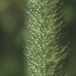 Photographie n°81189 du taxon Phleum alpinum L. [1753]