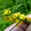  Emmanuel Stratmains - Agrimonia eupatoria L. [1753]