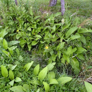 Photographie n°81216 du taxon Inula helenium L. [1753]