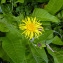  Emmanuel Stratmains - Inula helenium L. [1753]