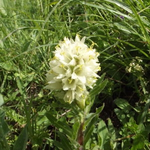 Photographie n°81239 du taxon Campanula thyrsoides L. [1753]