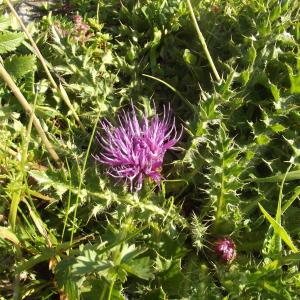 Photographie n°81243 du taxon Cirsium acaulon (L.) Scop. [1769]