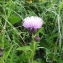  Nicolas BONY - Cirsium tuberosum (L.) All. [1785]