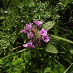 Photographie n°81252 du taxon Clinopodium vulgare L.