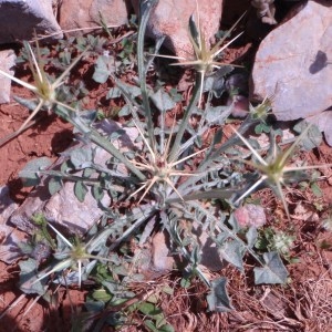 Photographie n°81257 du taxon Centaurea L. [1753]