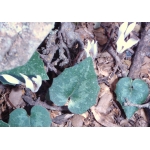 Cyclamen sp.