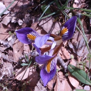  - Iris cretensis Janka [1867]
