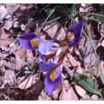 Iris cretensis Janka