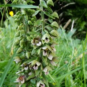 Photographie n°81270 du taxon Epipactis helleborine (L.) Crantz [1769]