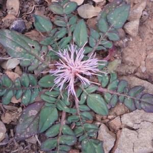 Photographie n°81271 du taxon Centaurea L. [1753]