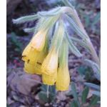 Onosma sp.