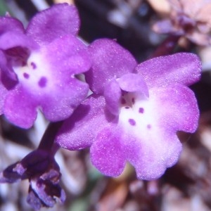 Photographie n°81277 du taxon Orchis quadripunctata Cirillo ex Ten.