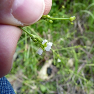 Photographie n°81284 du taxon Alisma plantago-aquatica L. [1753]