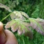  Emmanuel Stratmains - Chaerophyllum temulum L. [1753]