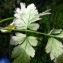  Emmanuel Stratmains - Chaerophyllum temulum L. [1753]